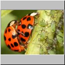 Harmonia axyridis - Asiatischer Marienkaefer 15.jpg